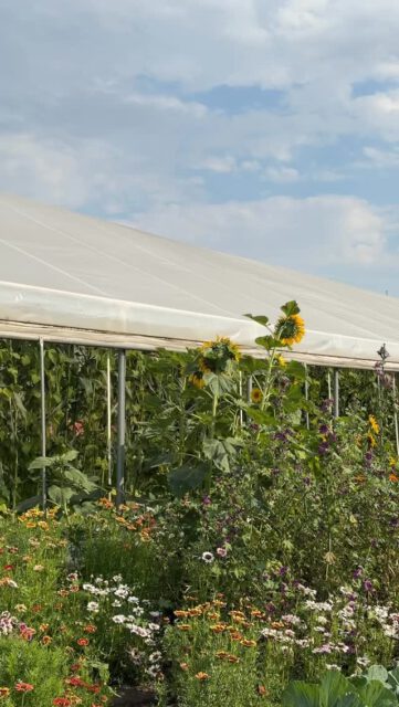 BOTANICA X BÖRDEGÄRTNEREI

FARM TO TABLE DINNER IM GEWÄCHSHAUS 🌱

Ein Abend, der uns lange in Erinnerung bleiben wird. 
Gemeinsam mit der @boerdegaertnerei haben wir die Ernte der Saison direkt im Gewächshaus auf die Teller gebracht.

Frisch geerntet, puristisch sowie komplex zubereitet und in einzigartiger Atmosphäre serviert.

Unsere fermentierten Getränke sowie fantastische Naturweine begleiteten den Abend. 
Danke an alle, die diesen Abend mit uns geteilt und genossen haben.

Wen nimmst du zum nächsten Event mit? 👇🏼👇🏼👇🏼

📸 🎥 @lena_ccreate 

#regional #dinner #farmtotable #greenhouse